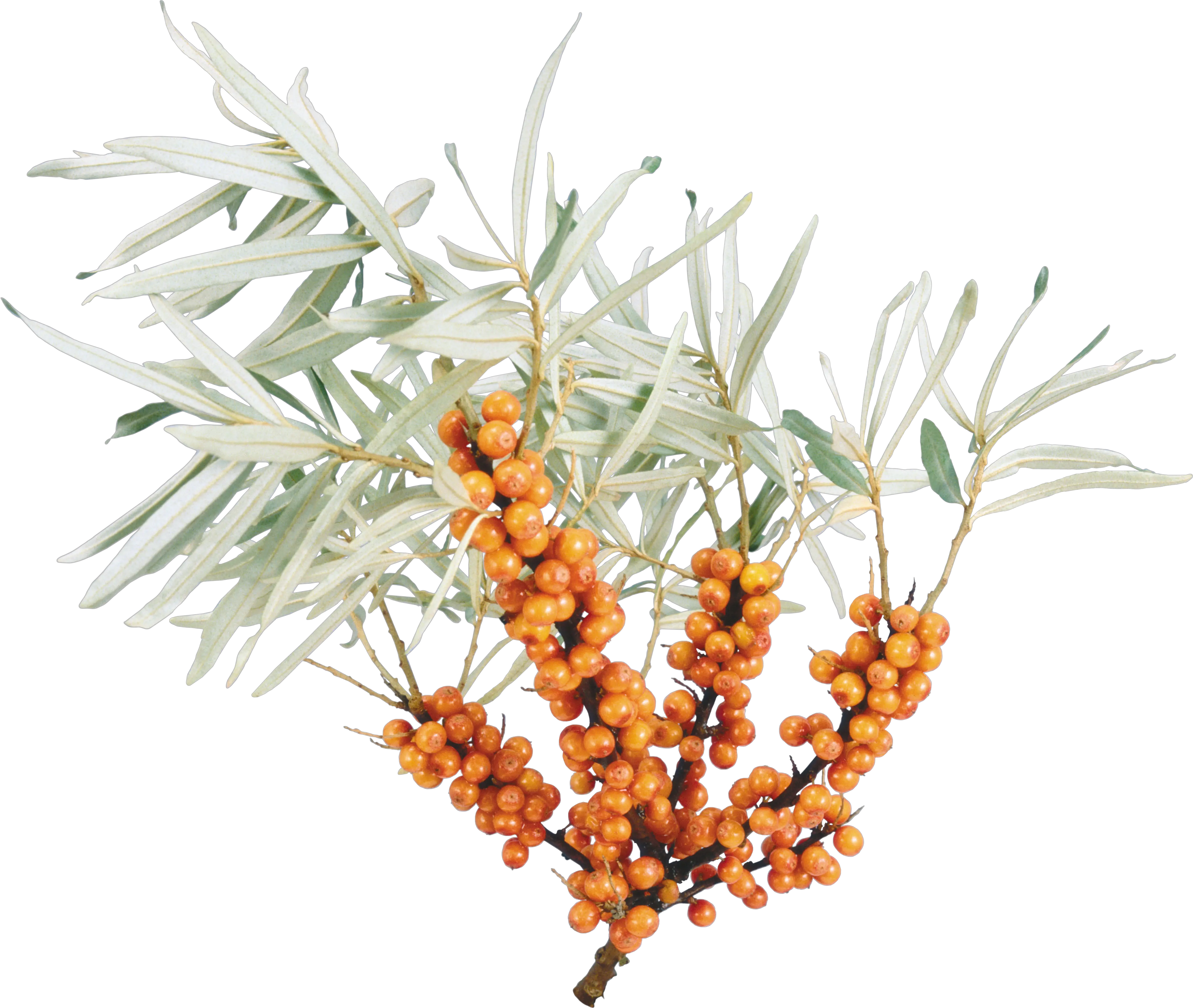 Sea buckthorn PNG
