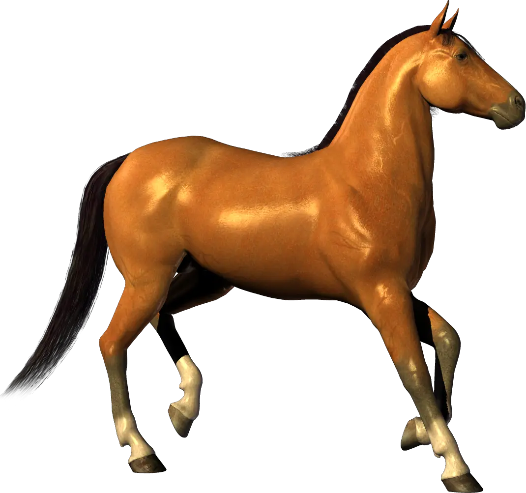 Horse png image