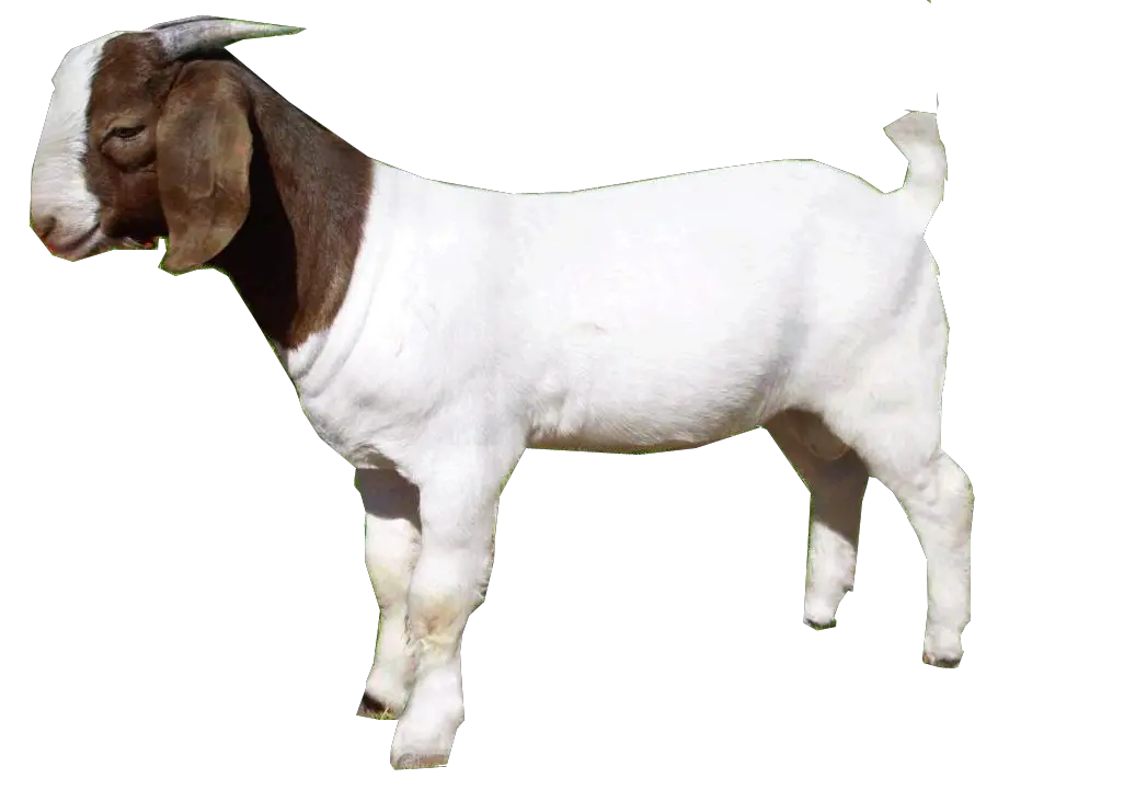 Goat PNG
