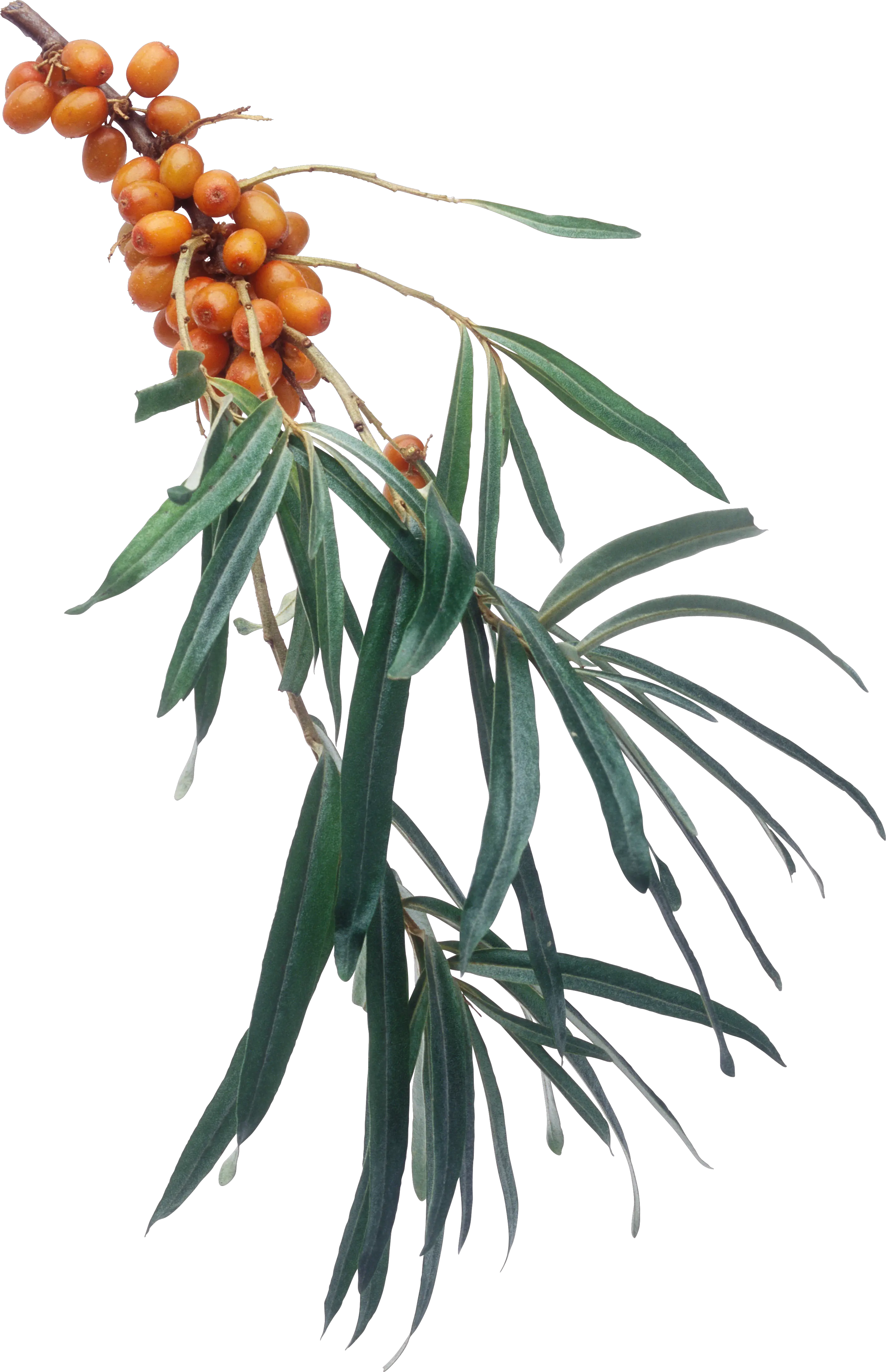 Sea buckthorn PNG
