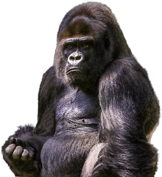 Gorilla PNG