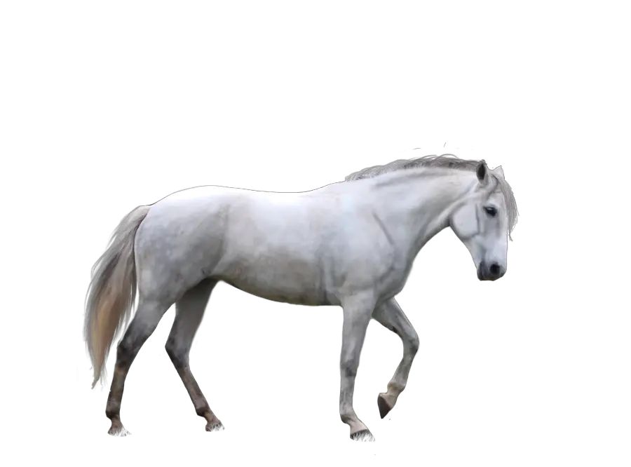 Horse png image