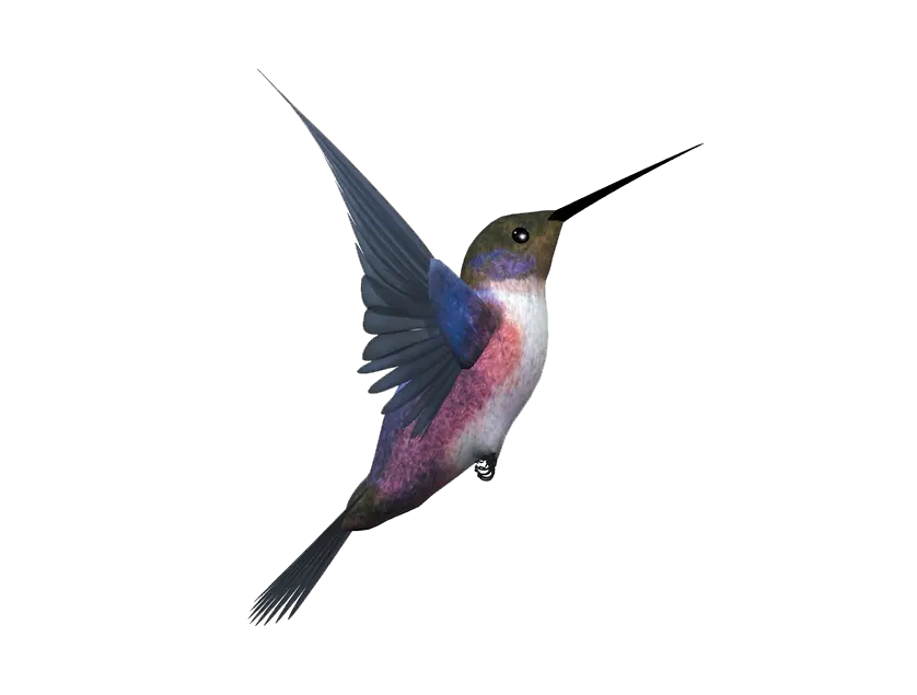 Hummingbird PNG