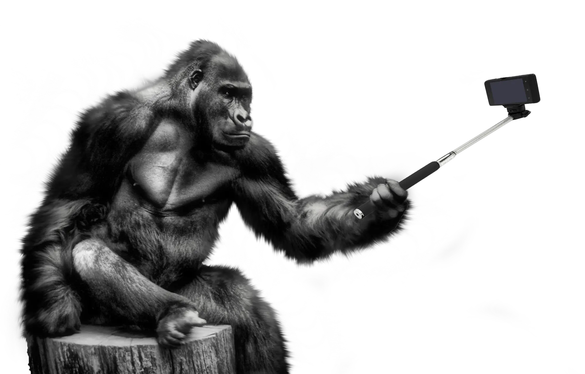 Gorilla PNG