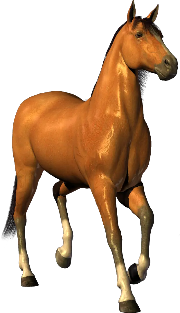 Horse png image