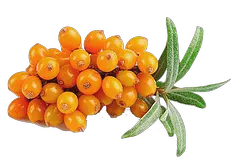 Sea buckthorn PNG