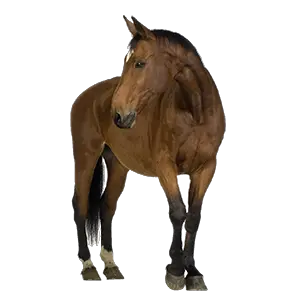 Horse png image