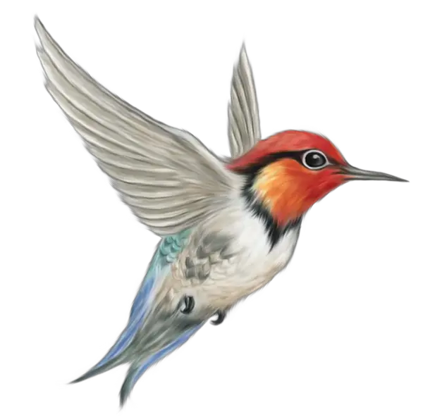 Hummingbird PNG