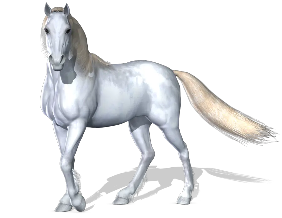 Horse png image