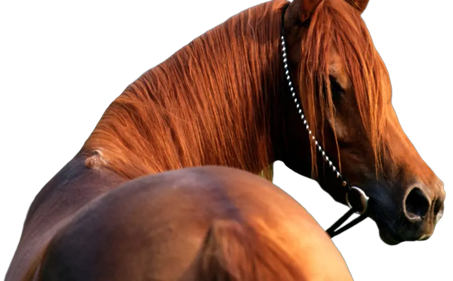 Horse png image
