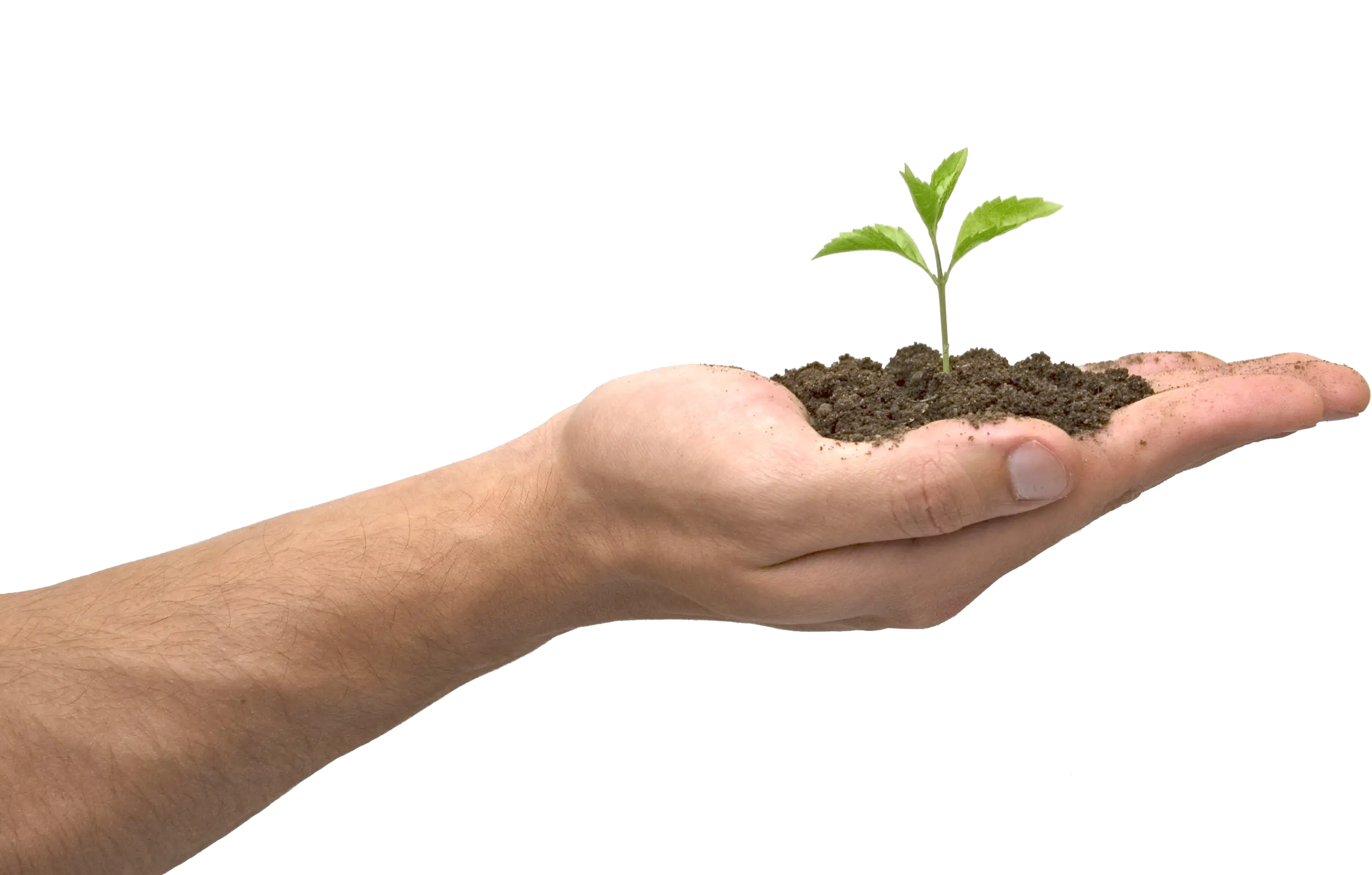 Soil in hand PNG