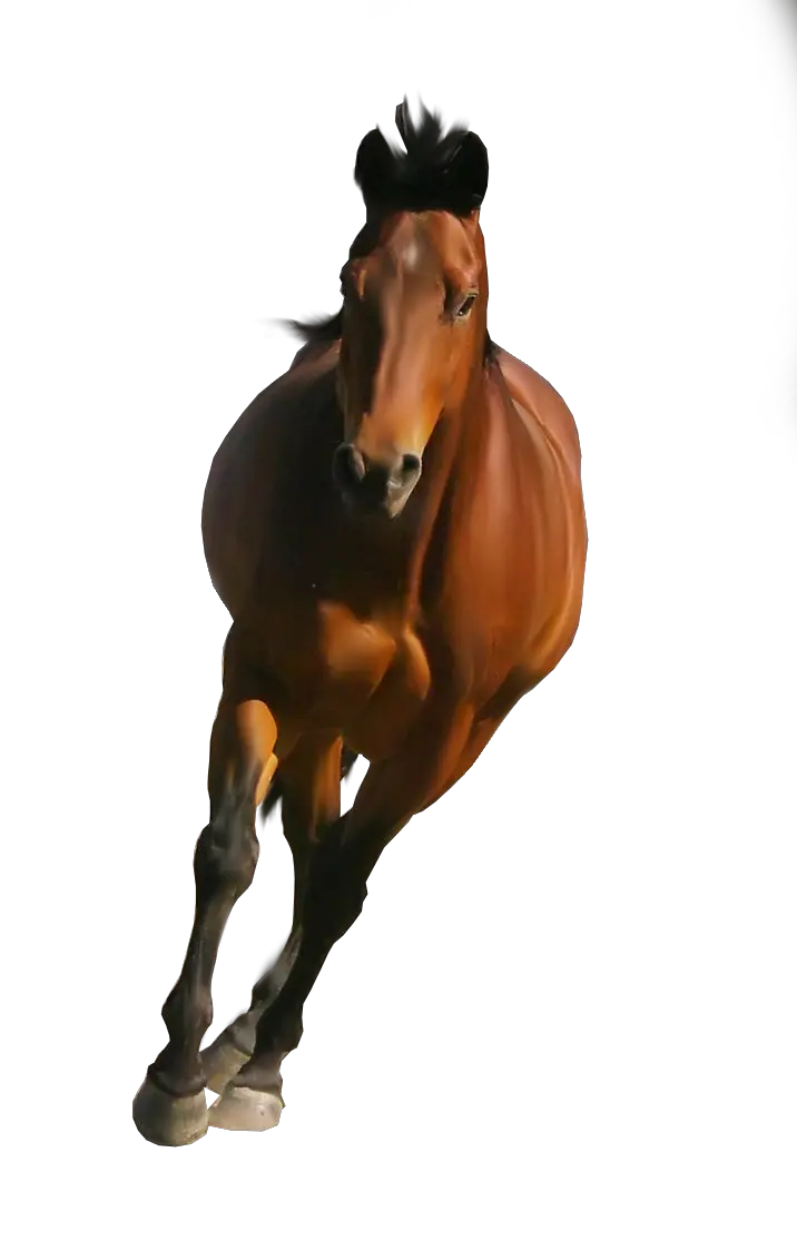 clipart brown horse png image free download picture transparent background