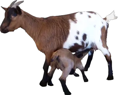 Goat PNG