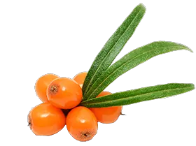 Sea buckthorn PNG