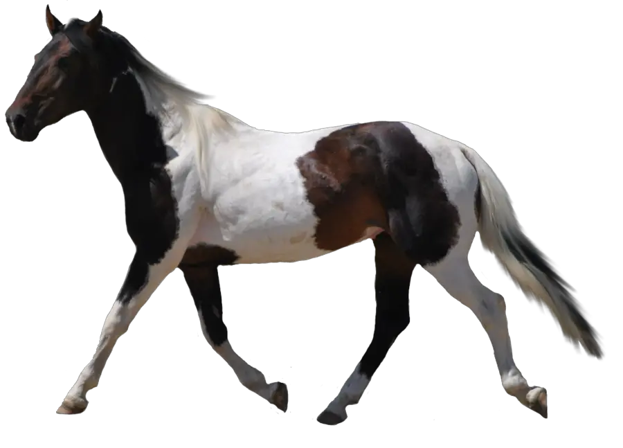 horse png image free download picture transparent background