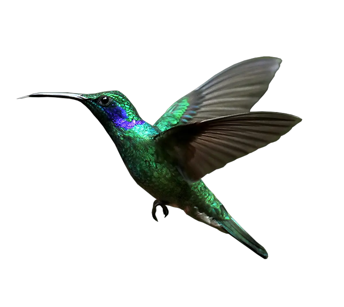 Hummingbird PNG