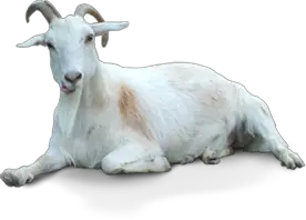 Goat PNG
