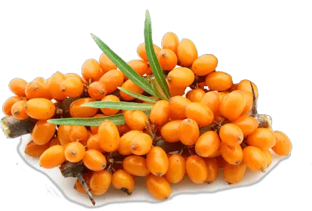 Sea buckthorn PNG