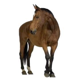 clipart brown horse png image free download picture transparent background
