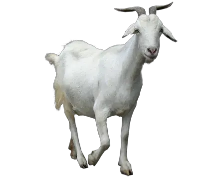 Goat PNG