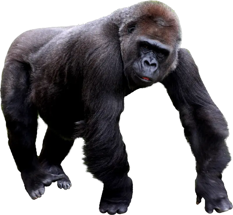 Gorilla PNG