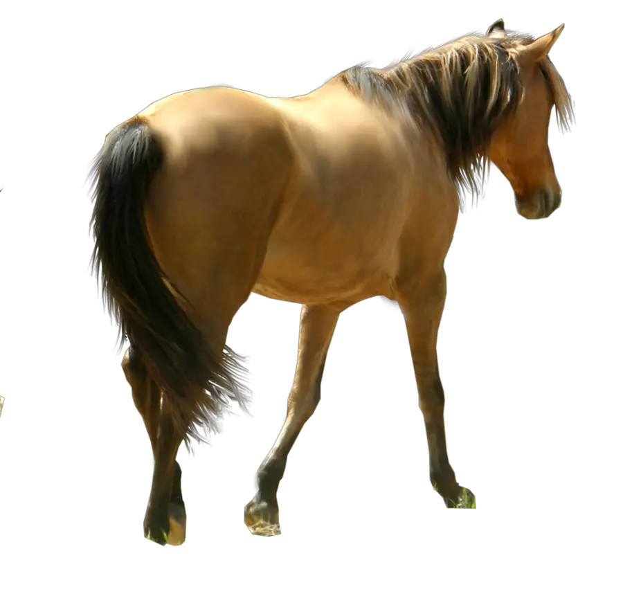 horse siluet png image free download picture transparent background