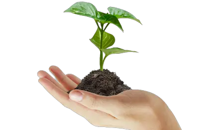 Soil in hand PNG