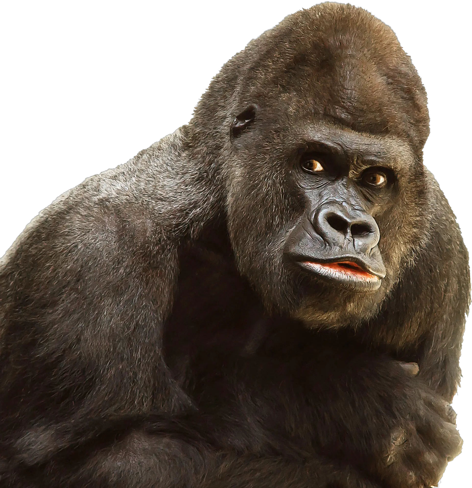 Gorilla PNG