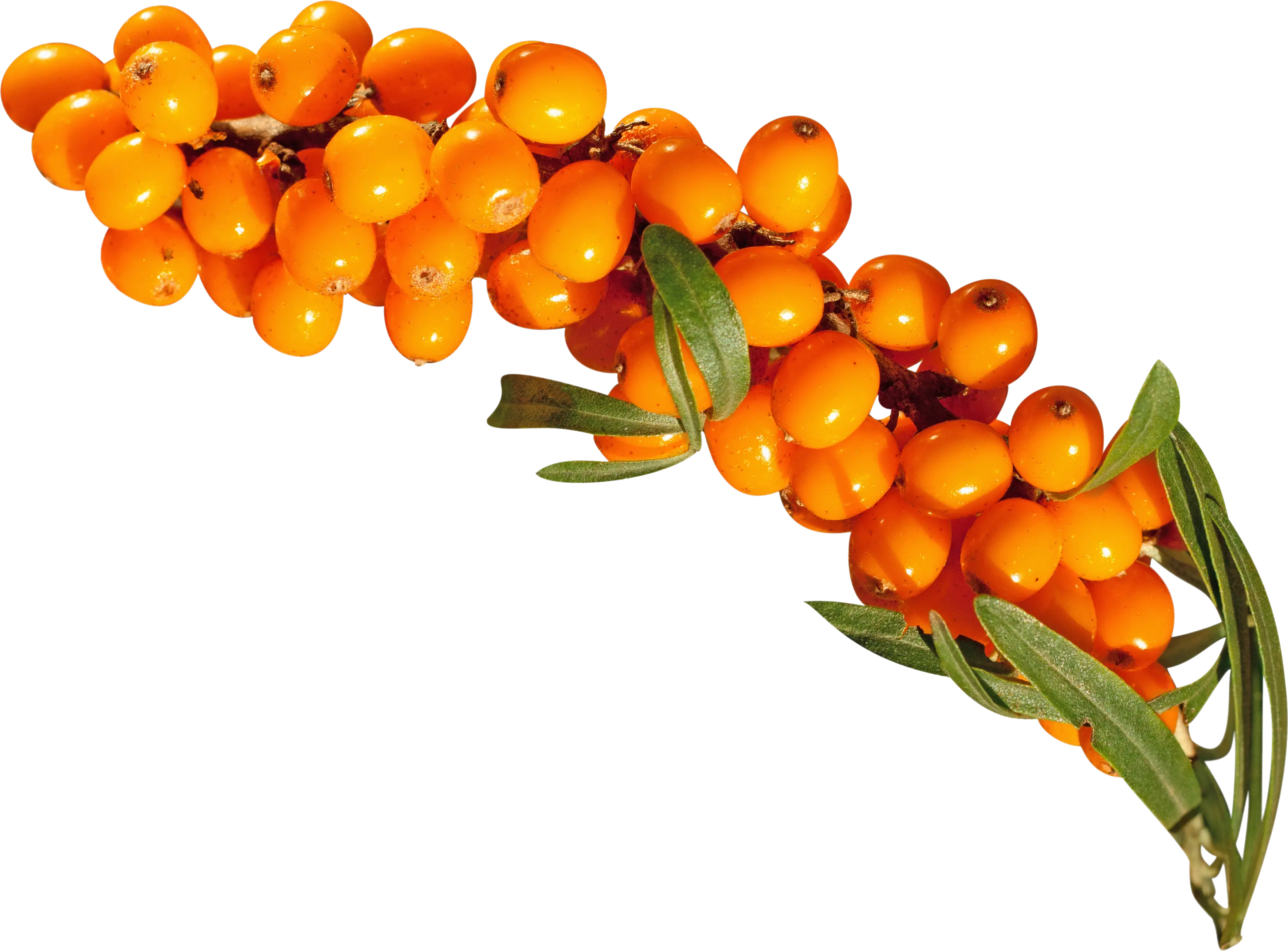 Sea buckthorn PNG
