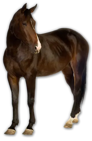 Horse png image