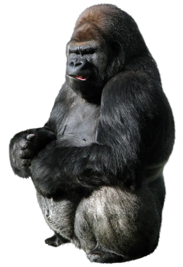 Gorilla PNG