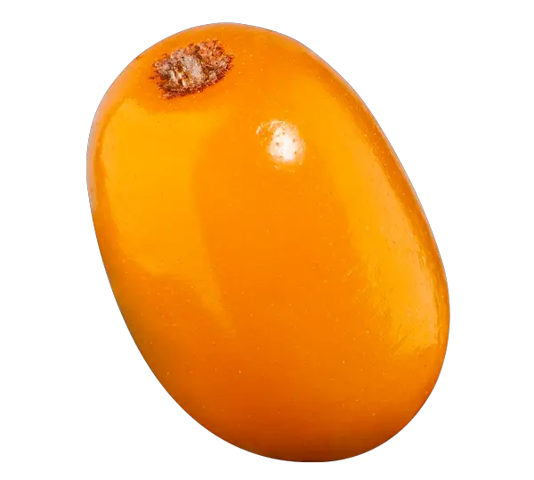 Sea buckthorn PNG