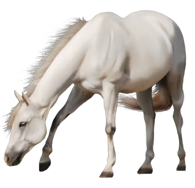 White horse png image