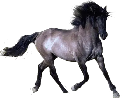 horse png image free download picture transparent background