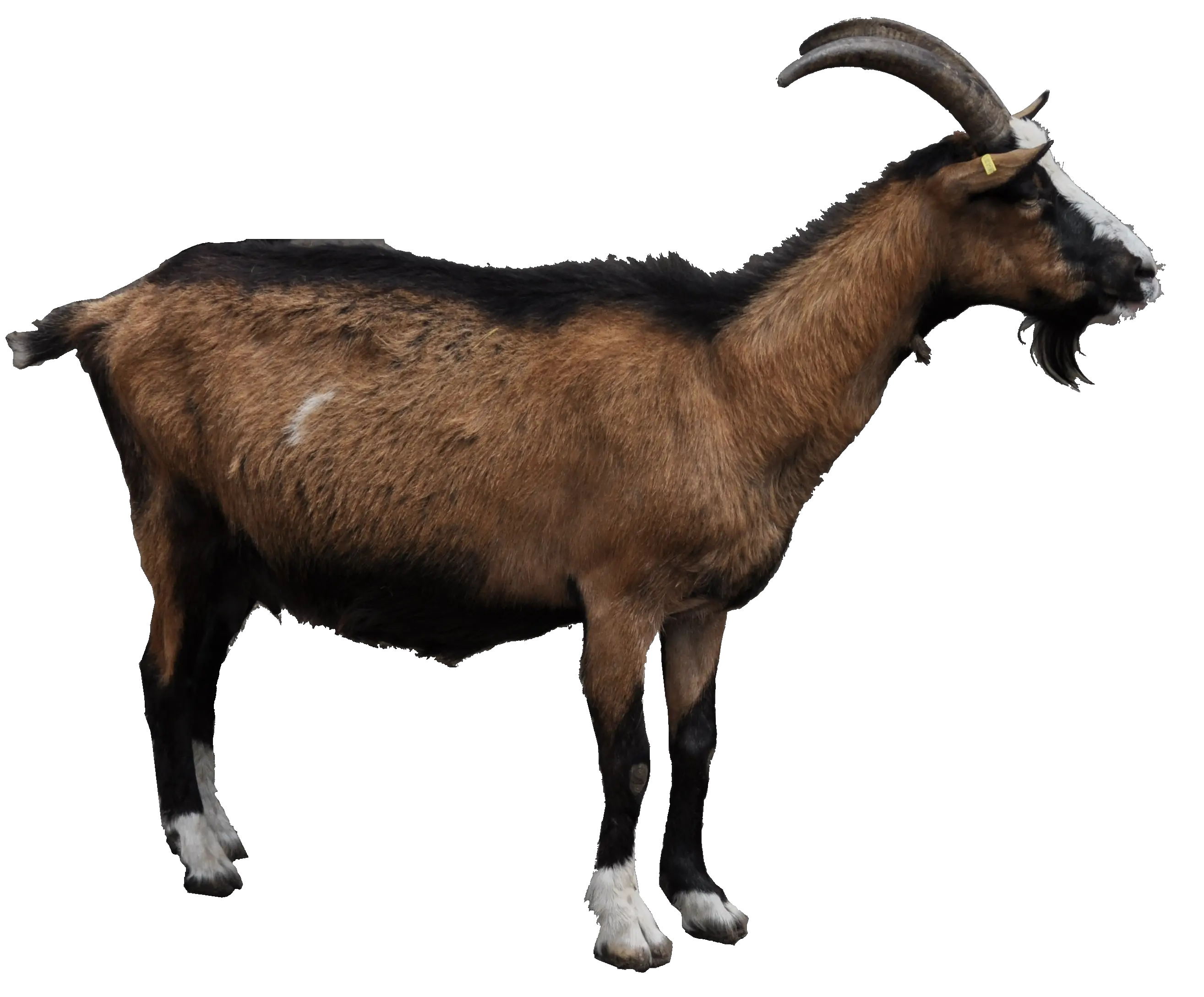 Goat PNG