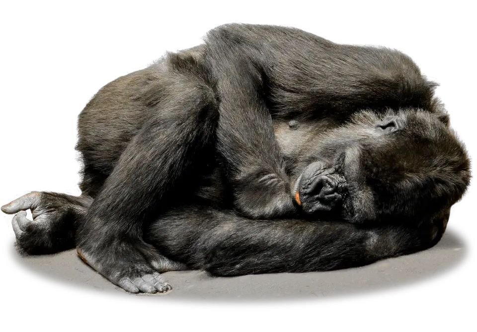 Gorilla PNG