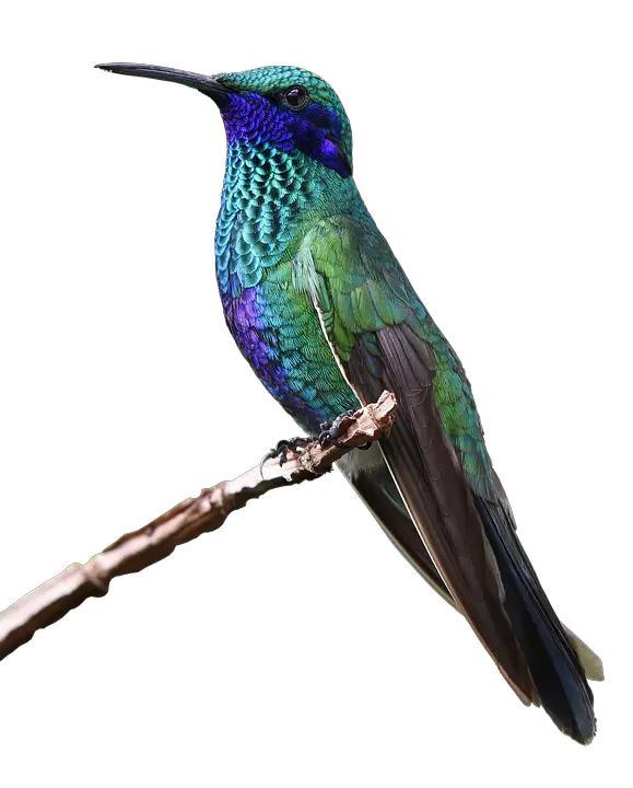 Hummingbird PNG