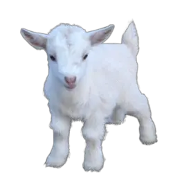 Goat PNG