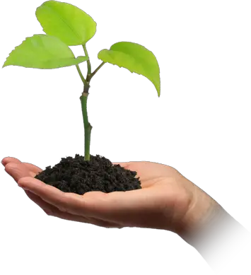 Soil in hand PNG