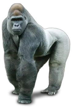 Gorilla PNG