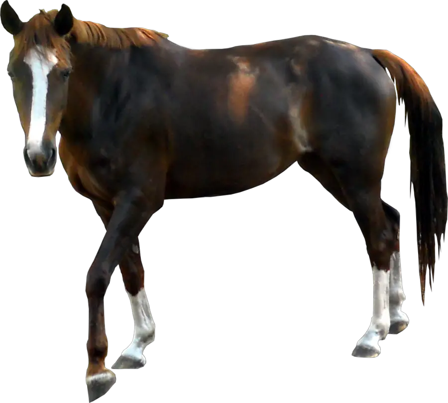 horse png image free download picture transparent background