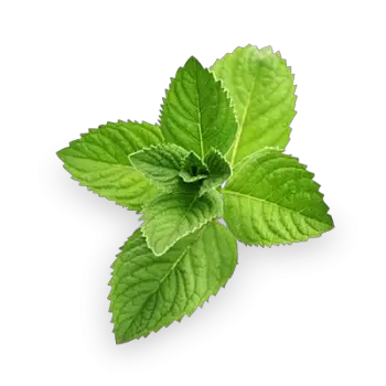Pepermint PNG