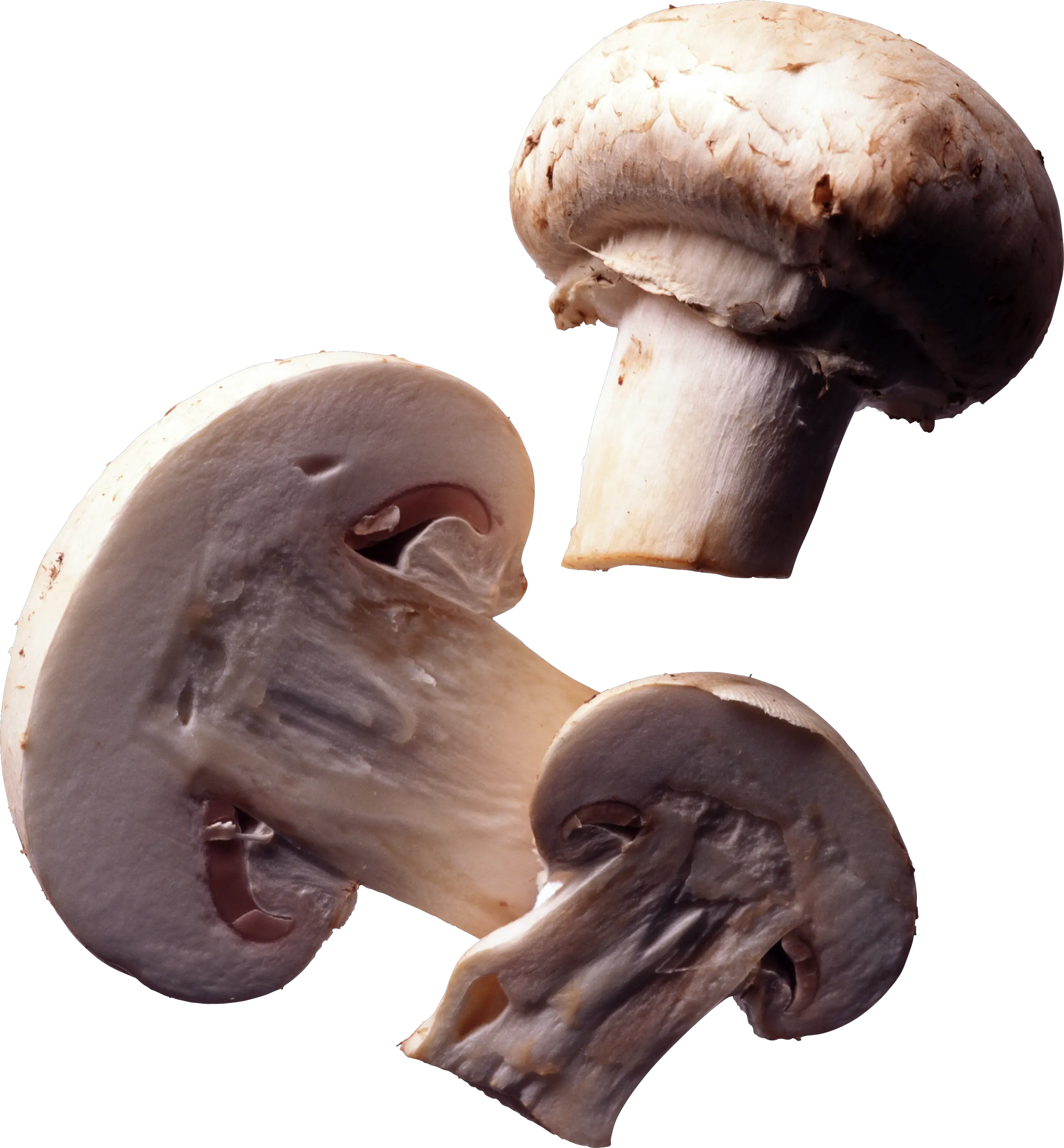 Mushroom PNG image