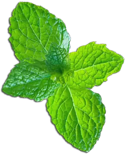mint PNG