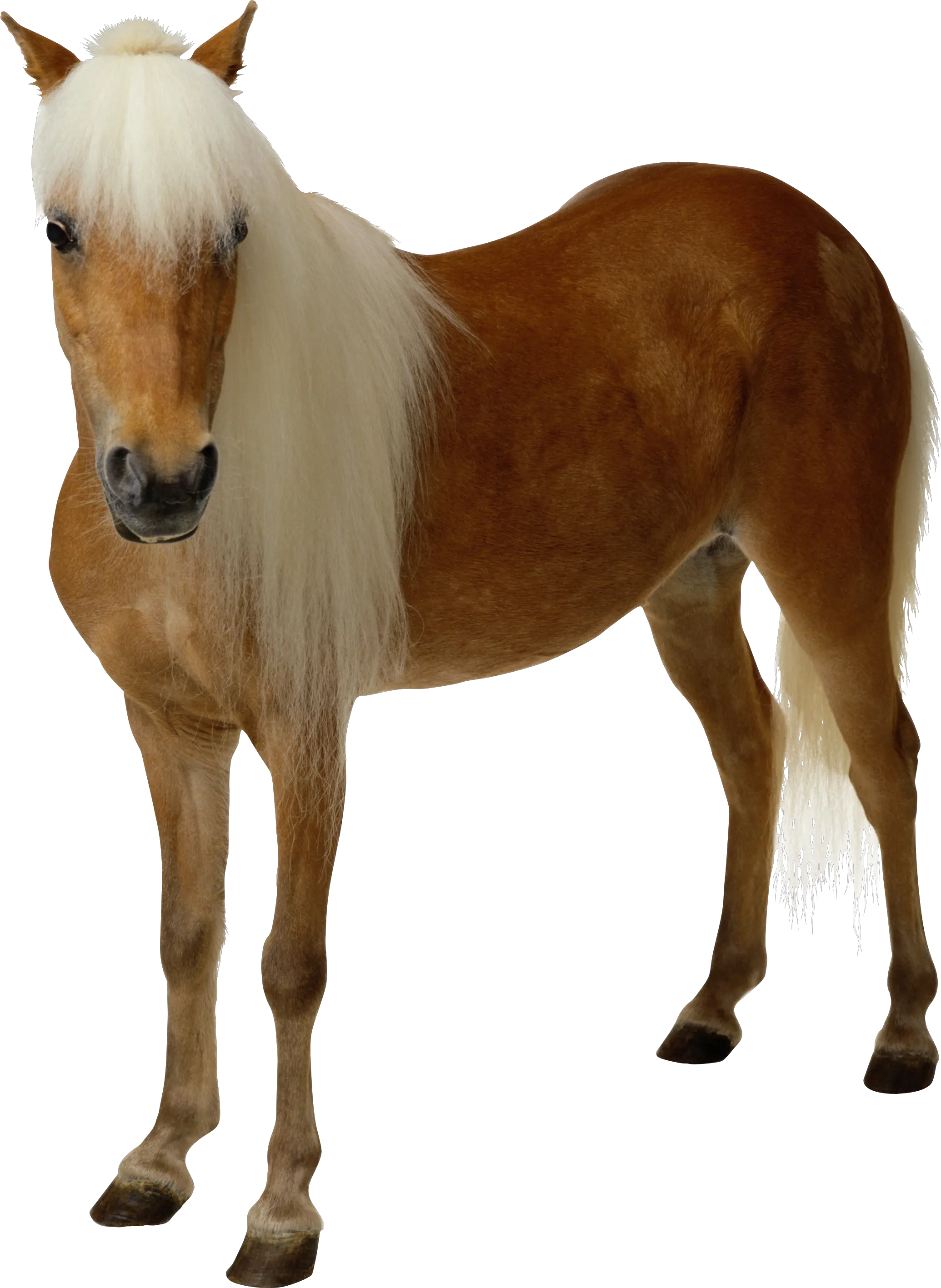 clipart brown horse png image free download picture transparent background