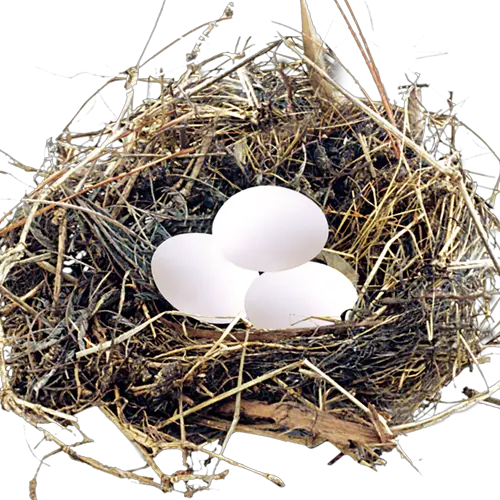 Nest PNG