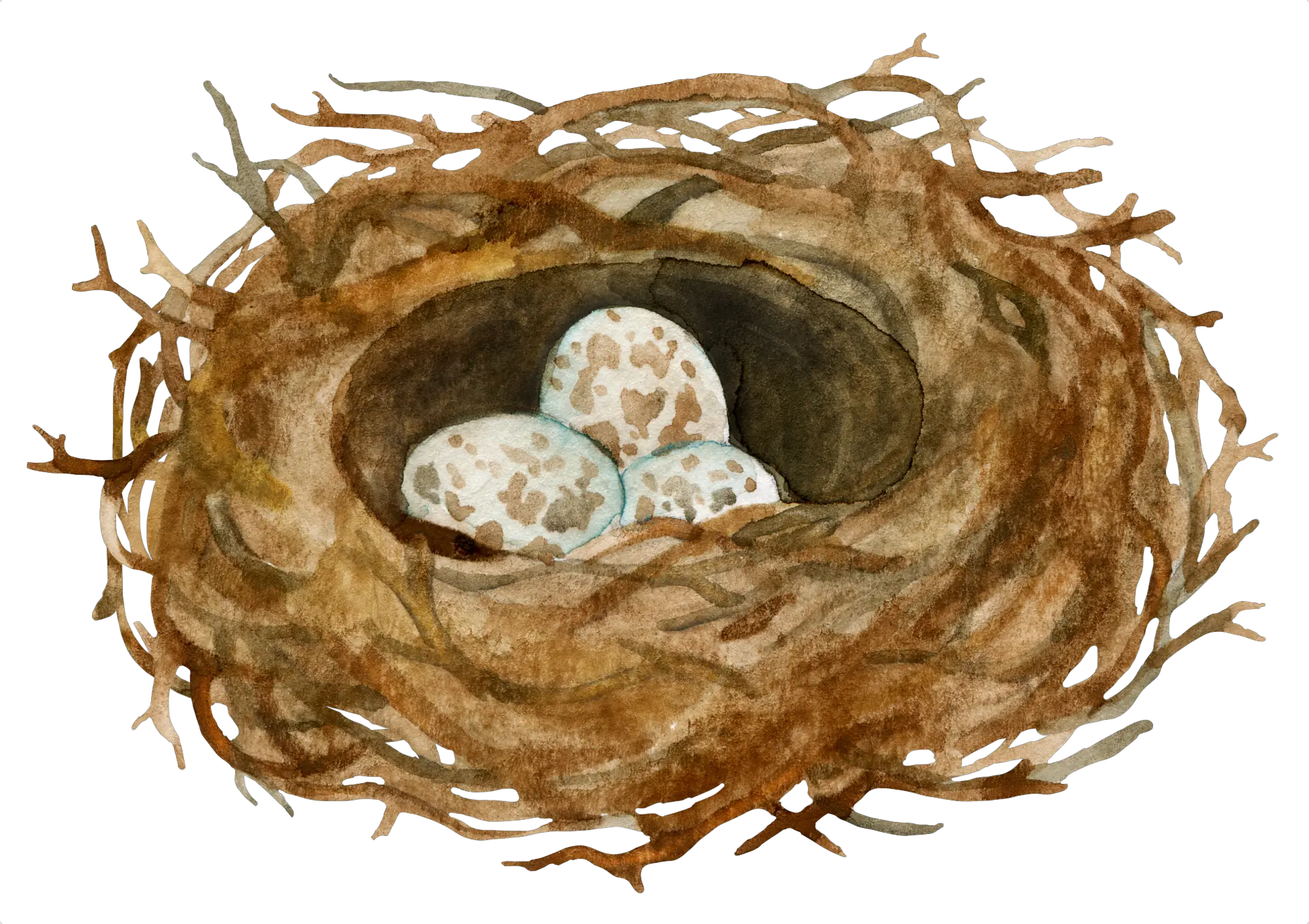 Nest PNG