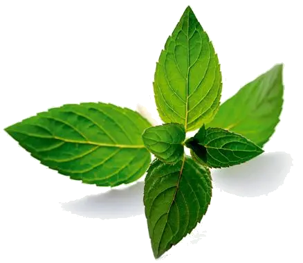 Pepermint PNG