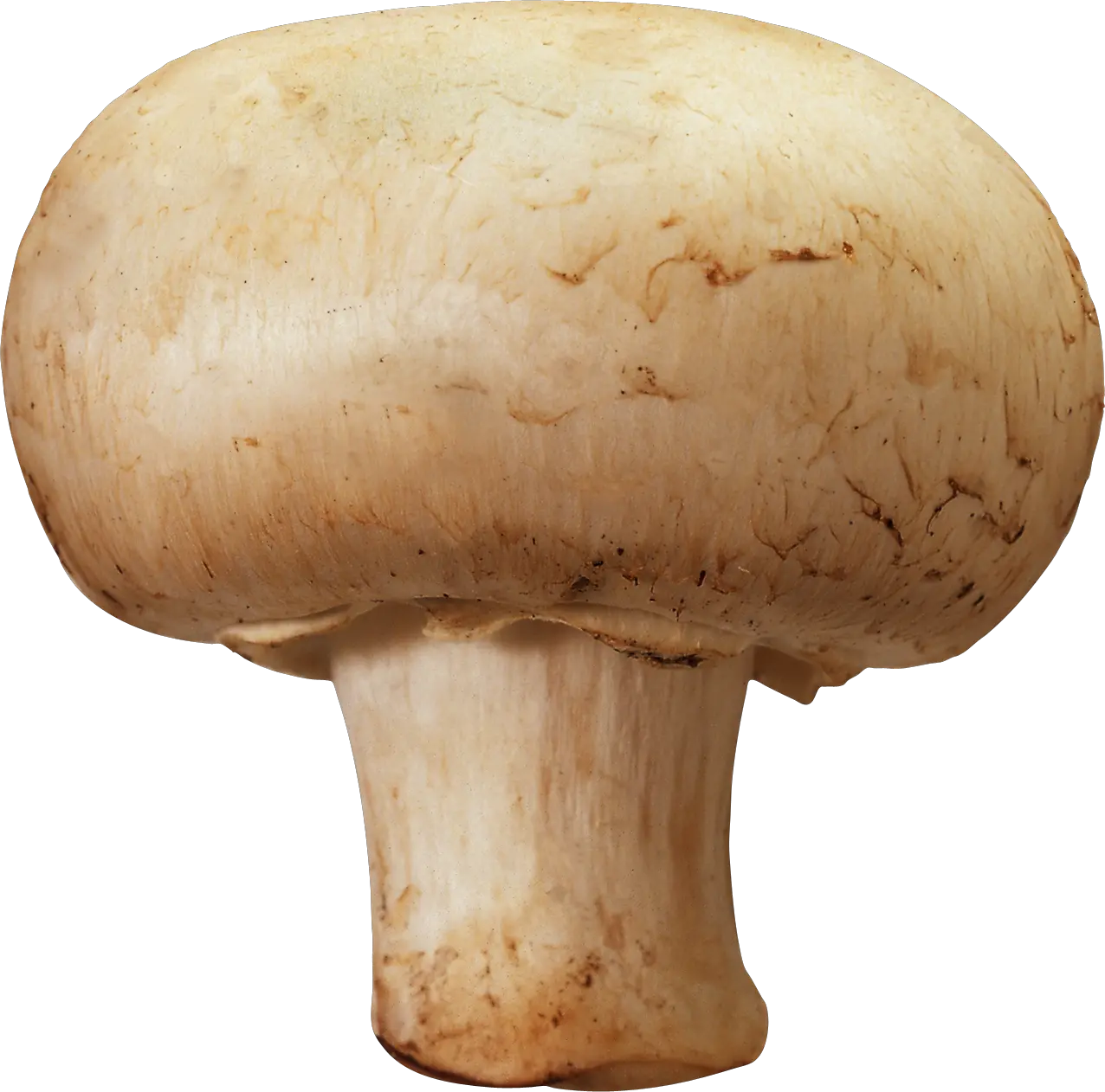 Mushroom PNG image