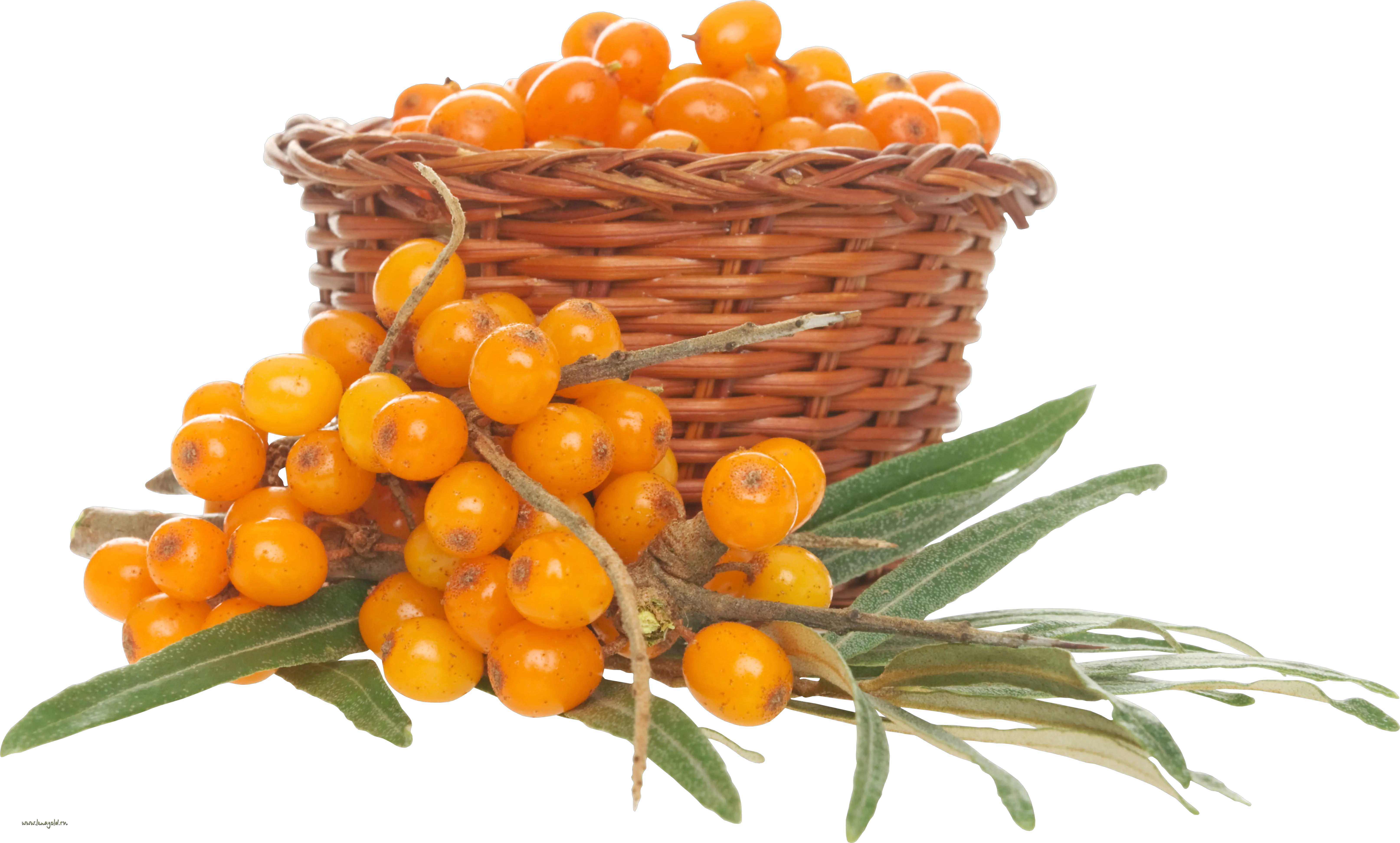 Sea buckthorn PNG